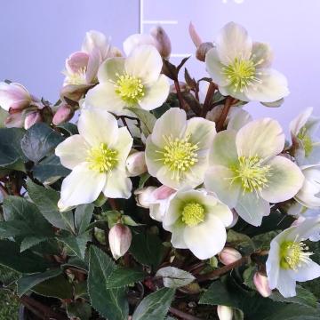 Helleborus 'Olivia' ®