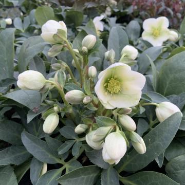 Helleborus 'Snow Love' ®