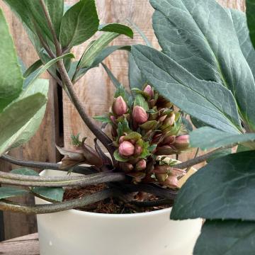 Helleborus 'Springling'