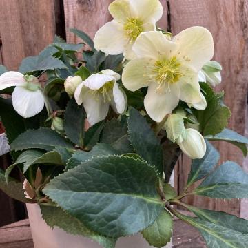 Helleborus 'White'