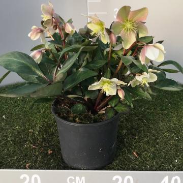 Helleborus 'Valeria'