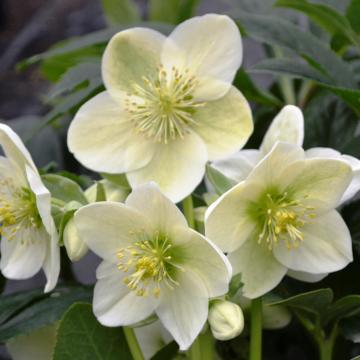 Helleborus 'Viviana'