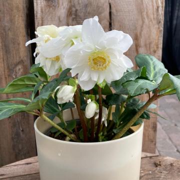 Helleborus niger 'Double Flower' 