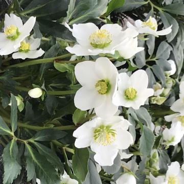 Helleborus niger 'Special selection'