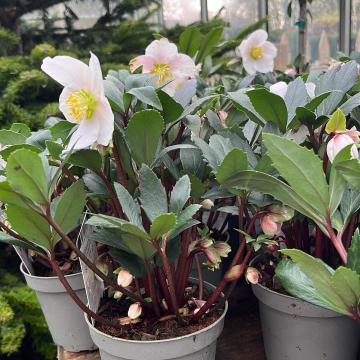 Helleborus niger 'Albert'