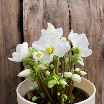 Helleborus niger 'Winter Magic' 