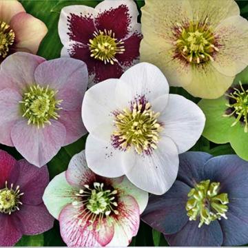 Helleborus or. 'Special Magic Wilgenbroek Serie'