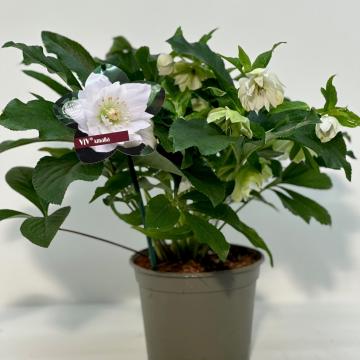 Helleborus or. 'Amalia'