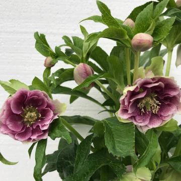 Helleborus or. 'Ariana'