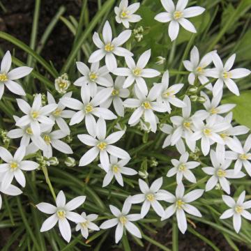 Ornithogalum balansae