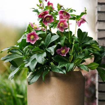 Helleborus or. 'Batista'