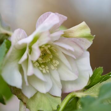 Helleborus or. 'Benedetta'