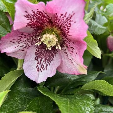 Helleborus or. 'Celestina'