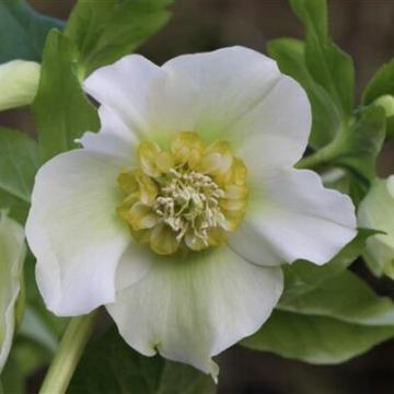 Helleborus or. 'Cinzia'
