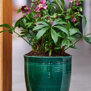 Helleborus or. 'Laura'