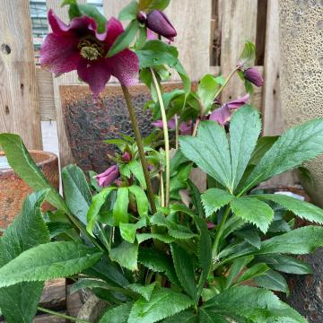 Helleborus or. 'Elsa'