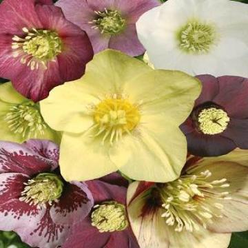 Helleborus or. enkel