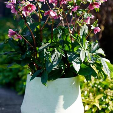 Helleborus or. 'Fiorentina'