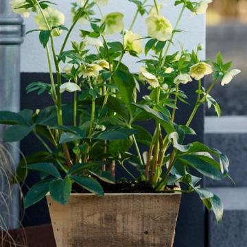 Helleborus or. 'Lucrezia'