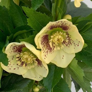 Helleborus or. 'Maeva'
