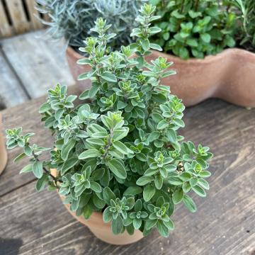Origanum majorana