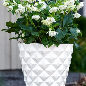 Helleborus or. 'Micaele'