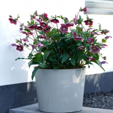 Helleborus or. Milana