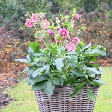 Helleborus or. 'Nova'