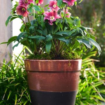 Helleborus or. 'Patrizia'