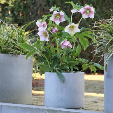 Helleborus or. 'Rosa'