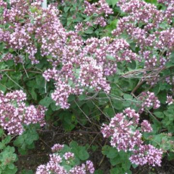 Origanum 'Rosenkuppel'