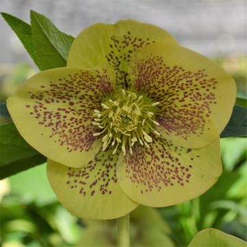 Helleborus or. 'Serafina'