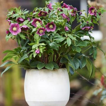 Helleborus or. 'Valentina'