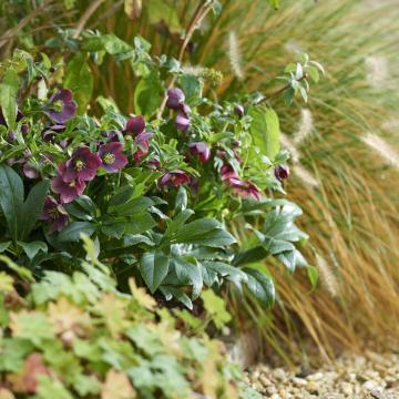 Helleborus or. 'Victoria'