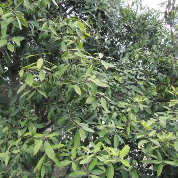 Osmanthus armatus