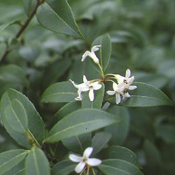 Osmanthus burkwoodii