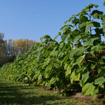 Paulownia fortunei 'Fast Blue' ®
