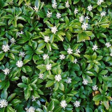 Pachysandra terminalis