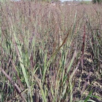Panicum virgatum 'Heiliger Hain'