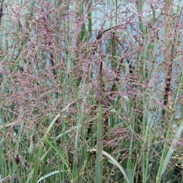 Panicum virgatum 'Heavy Metal'