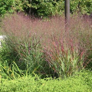 Panicum virgatum 'Shenandoah'