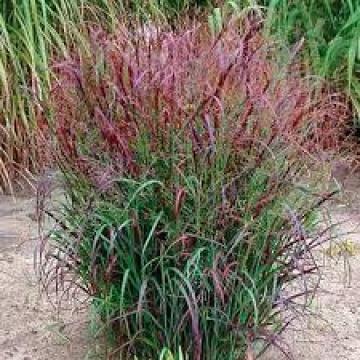 Panicum virgatum 'Squaw'