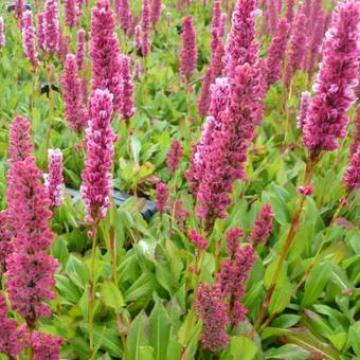 Persicaria affinis 'Darjeeling Red'
