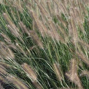 Pennisetum alopecuroides