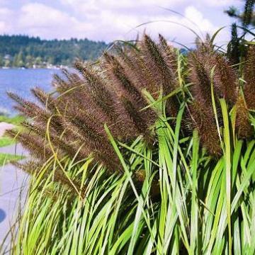 Pennisetum alopecuroides 'Moudry'