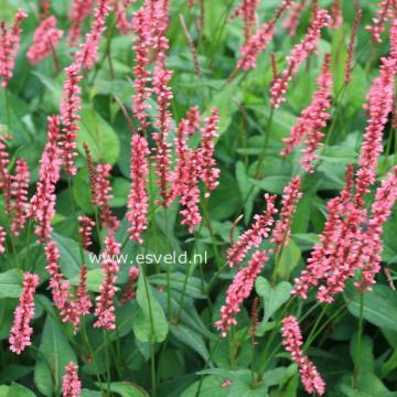 Persicaria amplexicaulis 'Orange Field' ®