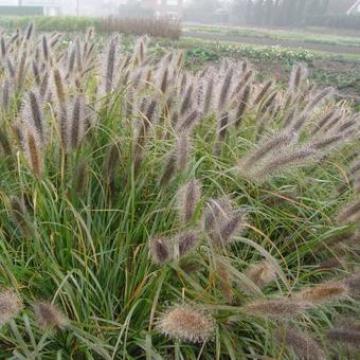 Pennisetum alopecuroides 'Redhead'
