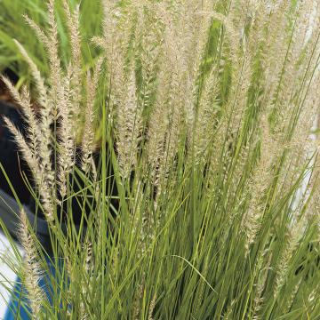 Pennisetum orientale 'Fairy Tails'