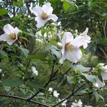 Philadelphus 'Belle Etoile'