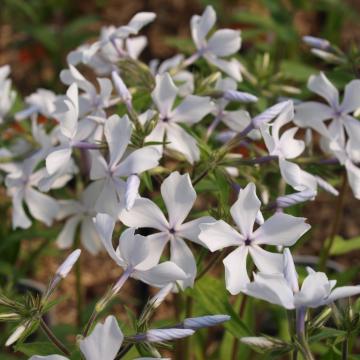 Phlox divaricata 'White Perfume'